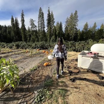 Harris Family Farm - Pumpkin patch - Christmas Trees Near Me - Pollock Pines, California Harris Family Farm - Pumpkin patch - Christmas Trees Near Me - Pollock Pines, California