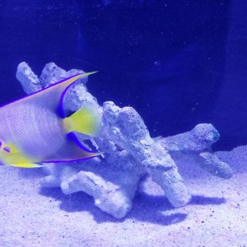 Strictly REEF - Aquariums Near Me - Reno, Nevada Strictly REEF - Aquariums Near Me - Reno, Nevada