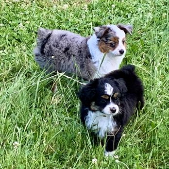 Shampoodles - Pet Groomers Near Me - Anderson, California Shampoodles - Pet Groomers Near Me - Anderson, California