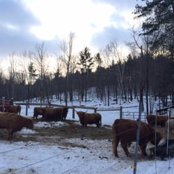 Yankee Farmer's Market - Highland cows without kilts