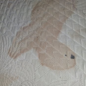 Harmony Haus Sober Living - That was my bed, discovered when I washed my sheet. - Rehabilitation Center Near Me - Austin, Texas