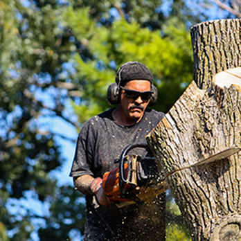 AAA Union Tree Service & Stump Removal - a man cutting a tree with a chainsaw - Landscaping Near Me - Union, South Carolina AAA Union Tree Service & Stump Removal - a man cutting a tree with a chainsaw - Landscaping Near Me - Union, South Carolina