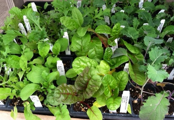 Cherry Sprout Produce by null