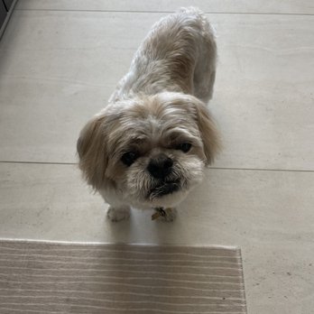 Pawsitively Primped - Pet Groomers Near Me - Lafayette, California Pawsitively Primped - Pet Groomers Near Me - Lafayette, California