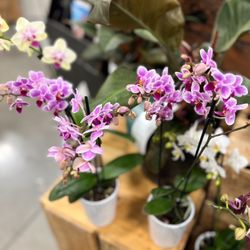 Sprouts Farmers Market - They sell miniature orchids & regular size orchids