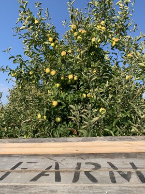 Clarke's Family Farm by null