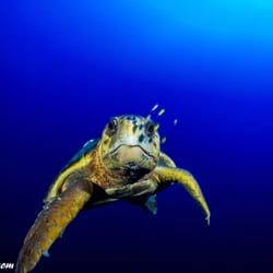 Jupiter Dive Center - Loggerhead by Alan Egan