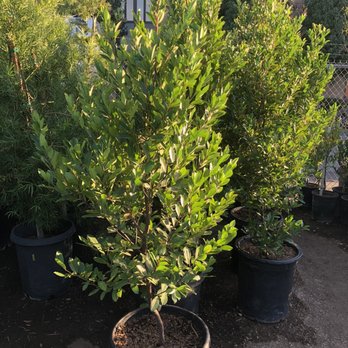 Porfi's Nursery - Nurseries & Gardening Near Me - Santa Ana, California Porfi's Nursery - Nurseries & Gardening Near Me - Santa Ana, California