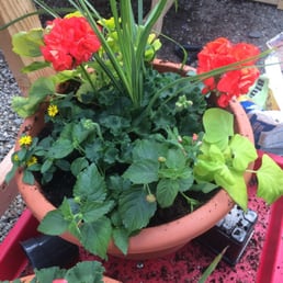 Plantar pot of plants we picked out and then planted by a staff member right then! Plantar pot of plants we picked out and then planted by a staff member right then!