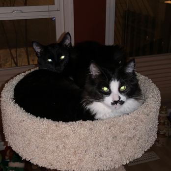 Housecalls For Housecats Veterinary Services - I know they will be well cared for! - Veterinarians Near Me Housecalls For Housecats Veterinary Services - I know they will be well cared for! - Veterinarians Near Me