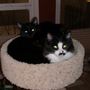 Photo of Housecalls For Housecats Veterinary Services