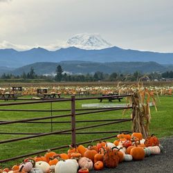 Williams Family Farm - Great view of Mt Rainier behind the Williams Family Farm pumpkin patch