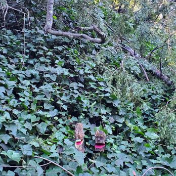 Bridgeview Trail - Dog Parks Near Me - Oakland, California