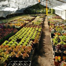 Arny's Garden - Succulent heaven!