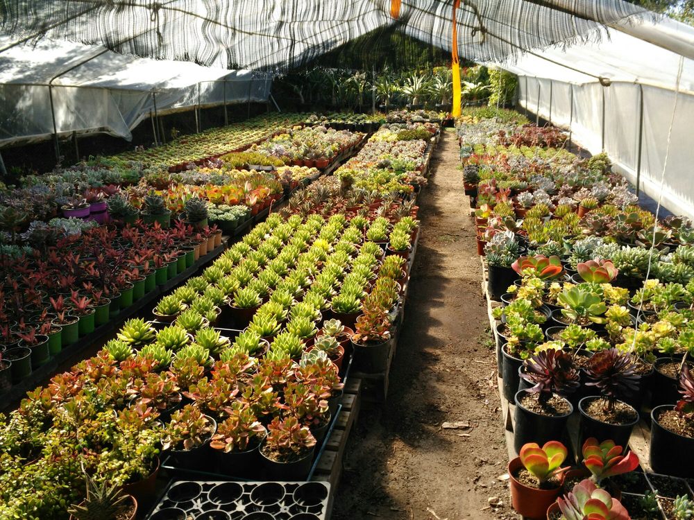 ARNY’S GARDEN Updated May 2024 27 Photos & 12 Reviews 920 E 213th