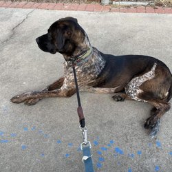 Battle Bridge Canine - Hemi