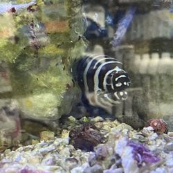 Stingray Bay - Hawaiian zebra EEL in front aisle