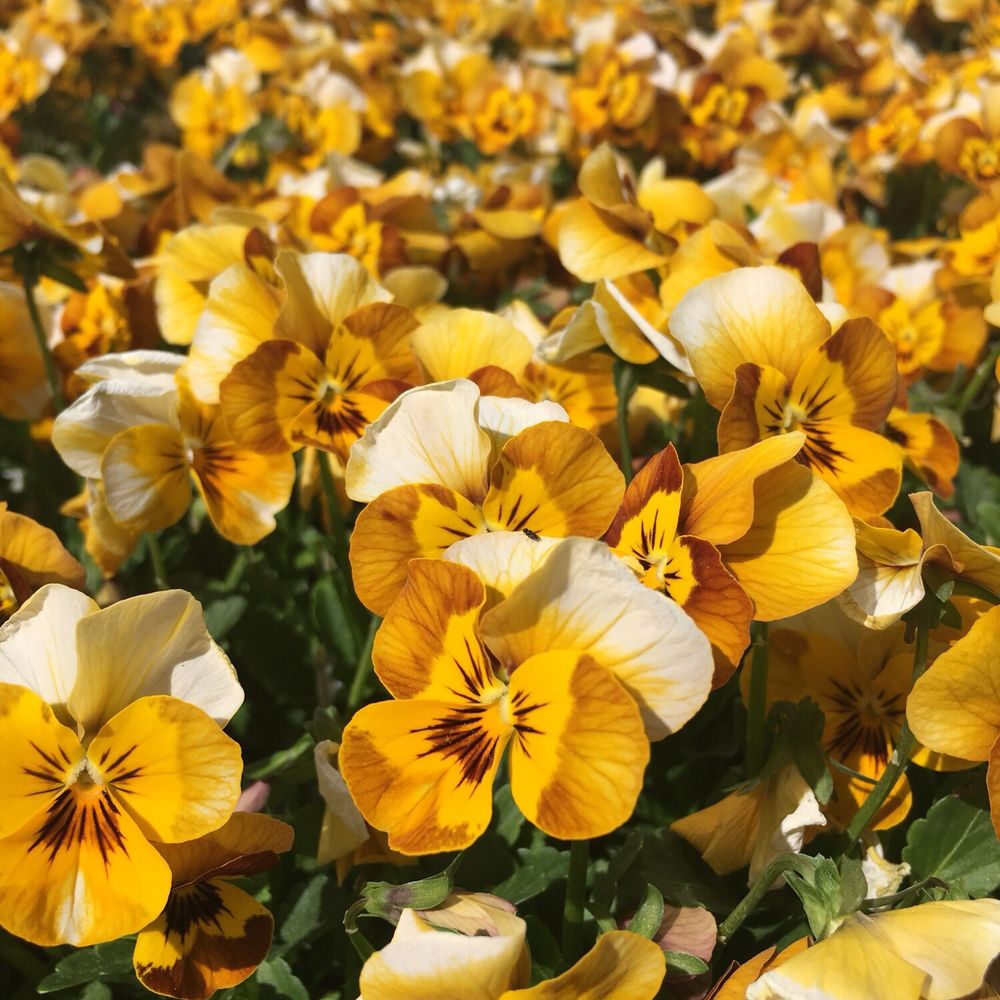 The Big Greenhouse - Nurseries & Gardening Near Me - Spruce Grove, Alberta The Big Greenhouse - Nurseries & Gardening Near Me - Spruce Grove, Alberta
