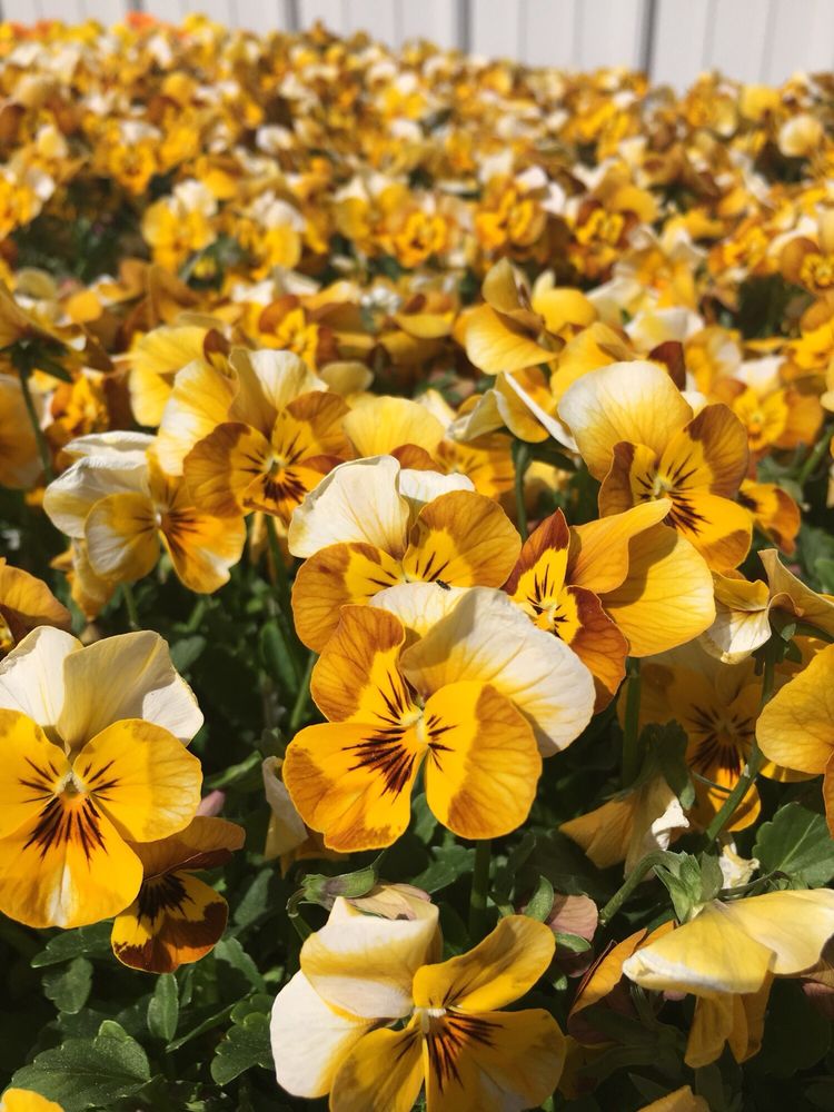 THE BIG GREENHOUSE Updated September 2024 27117 Highway, Spruce