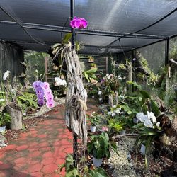 Catalonia Playa Maroma - Orchid Garden