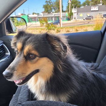 Pawfect Choice - Dog grooming - Pet Boarding Near Me - Omaha, Nebraska Pawfect Choice - Dog grooming - Pet Boarding Near Me - Omaha, Nebraska