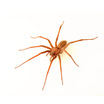PDX Pest Control - Spider - Pest Control Near Me PDX Pest Control - Spider - Pest Control Near Me