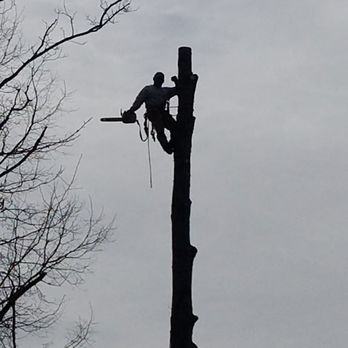 Duane's Tree Removal Service - a man on a tree - Tree Services Near Me Duane's Tree Removal Service - a man on a tree - Tree Services Near Me