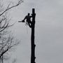 Photo of Duane's Tree Removal Service