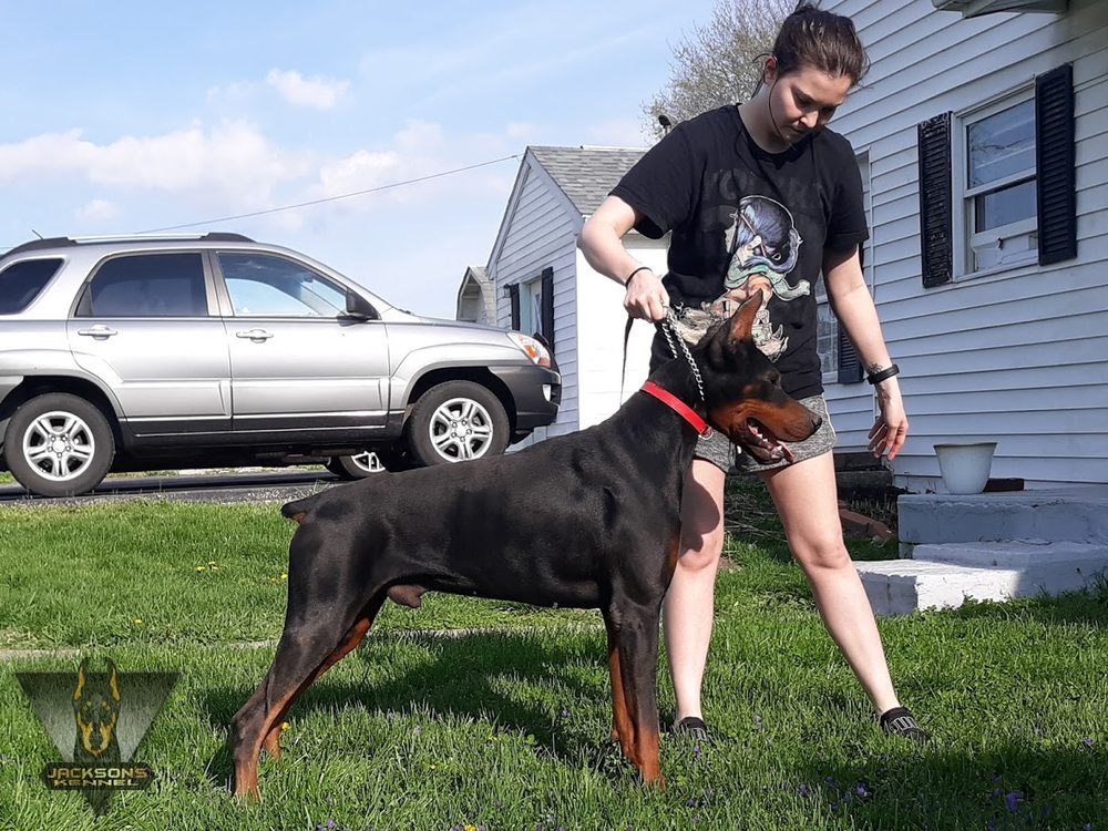 BIRKLINE DOBERMANS Updated September 2024 Atascocita, Texas Pet Breeders Yelp