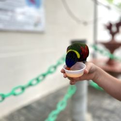 Butterfly World - Lorikeet feeding