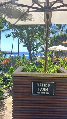 Malibu Farm Restaurant & Bar by null