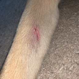Loki's arm from daycare Loki's arm from daycare