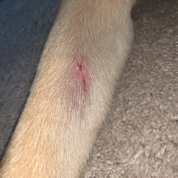 Paradise for Pets - Loki's arm from daycare - Pet Boarding Near Me - Beltsville, Maryland Paradise for Pets - Loki's arm from daycare - Pet Boarding Near Me - Beltsville, Maryland