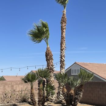 WestCo Tree Service - After - Tree Services Near Me WestCo Tree Service - After - Tree Services Near Me