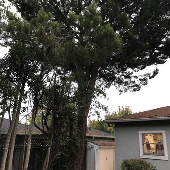 Kelly's Stump Removal - Pine tree and plumb tree I had Kelly remove. - Tree Services Near Me - Sunnyvale, California