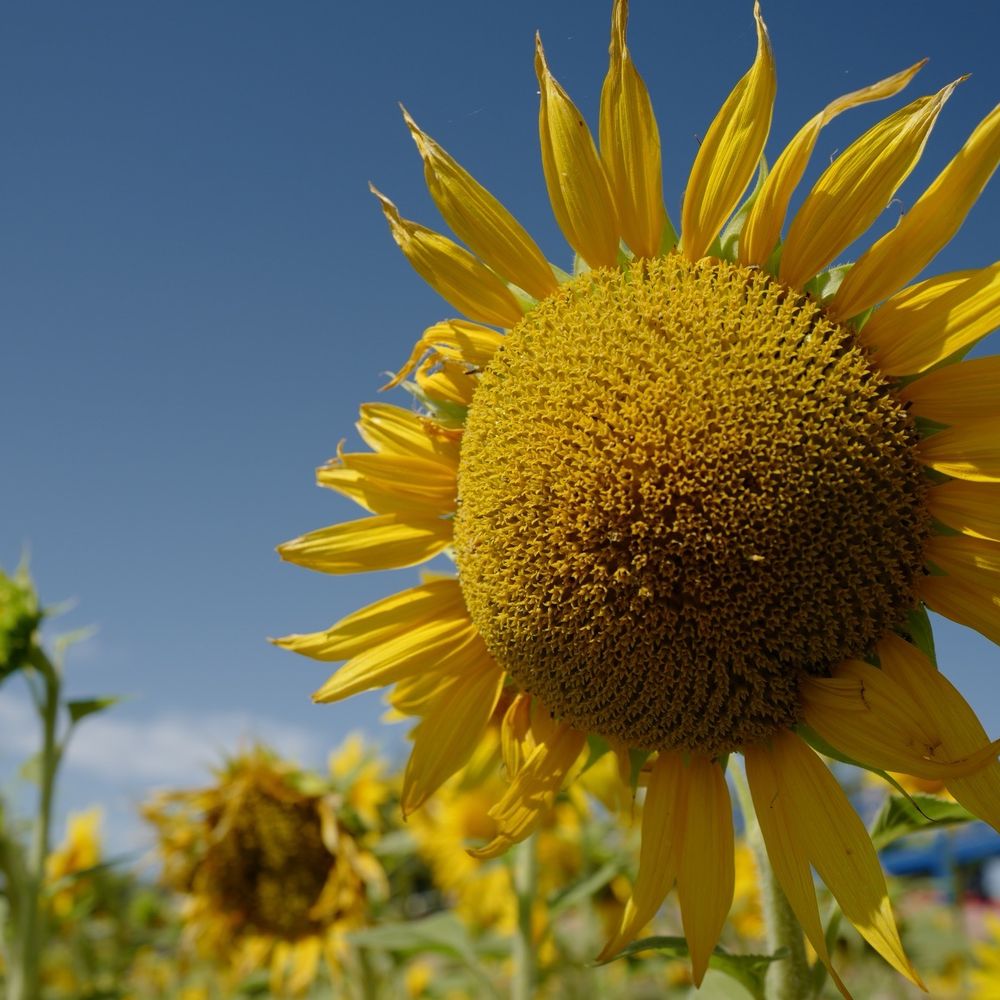 Sunflower days at Vertuccio Farms Sunflower days at Vertuccio Farms