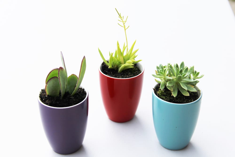 GREENSTREET PLANTSCAPES Updated May 2024 40TH Ave NW, Stanwood