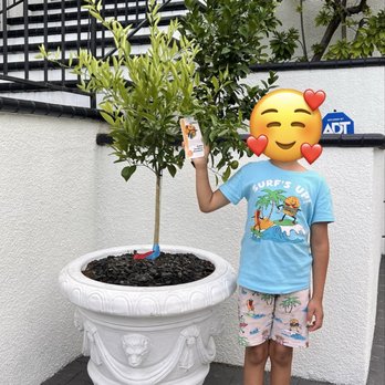 SummerWinds Nursery - Dublin - Kishu Tree - Nurseries & Gardening Near Me - Dublin, California SummerWinds Nursery - Dublin - Kishu Tree - Nurseries & Gardening Near Me - Dublin, California