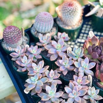 Baton Rouge Succulent - Home & Garden Near Me - BATON ROUGE, Louisiana