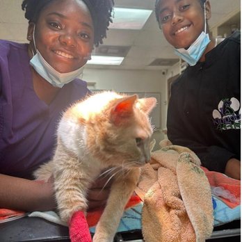 Kingdom Pet Hospital - Veterinarians Near Me - Gibsonton, Florida Kingdom Pet Hospital - Veterinarians Near Me - Gibsonton, Florida