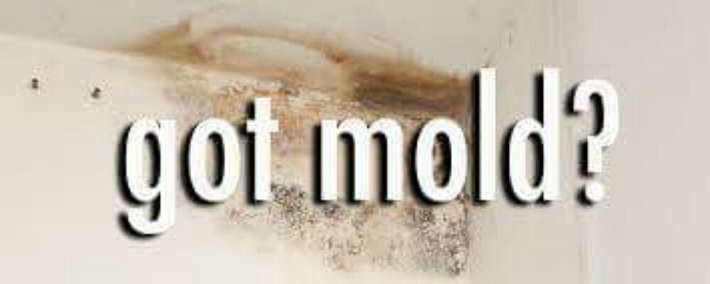 Mold Inspect Tech - mold inspector in Plantation, FL