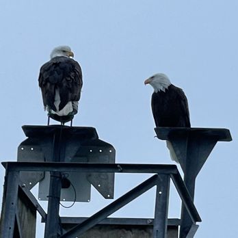 Seward Ocean Excursions - Pair of bald eagles - Boat Tours Near Me