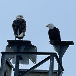 Seward Ocean Excursions - Pair of bald eagles