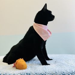 Luna's First Groom!