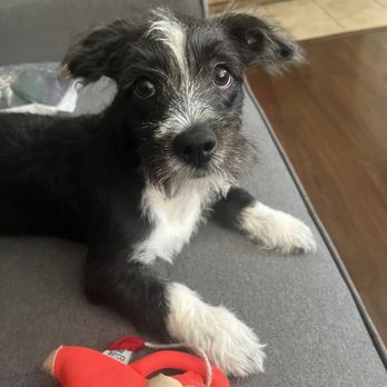 Dawgie Styles - Before my young old man (literally only 4 months lol) getting groomed. - Pet Groomers Near Me - Lake Elsinore, California