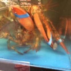 IGA Extra - Lobster fight!