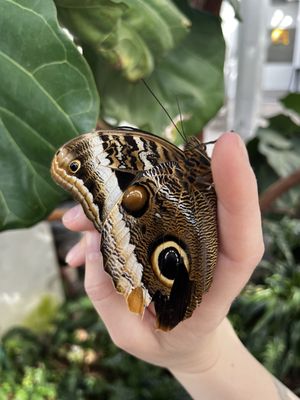 Butterfly Biosphere by null