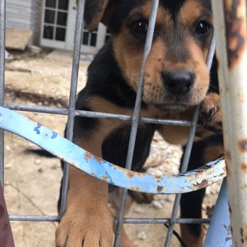 Everglades Outpost - Cute puppy. (I think the owners dogs ) they mom dog was behind the puppy and the puppy came to say hello so did the mom dog after a while. - Zoos Near Me - Homestead, Florida