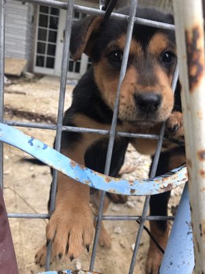 Everglades Outpost by null