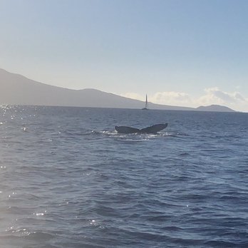 Maui Magic Snorkel - Snorkeling Near Me - Maalaea, Hawaii Maui Magic Snorkel - Snorkeling Near Me - Maalaea, Hawaii